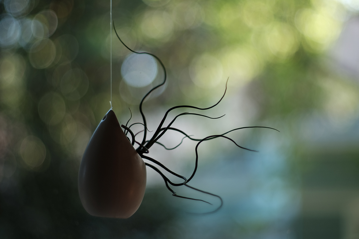 50mm f/1.4 Super Takumar with focal reducer