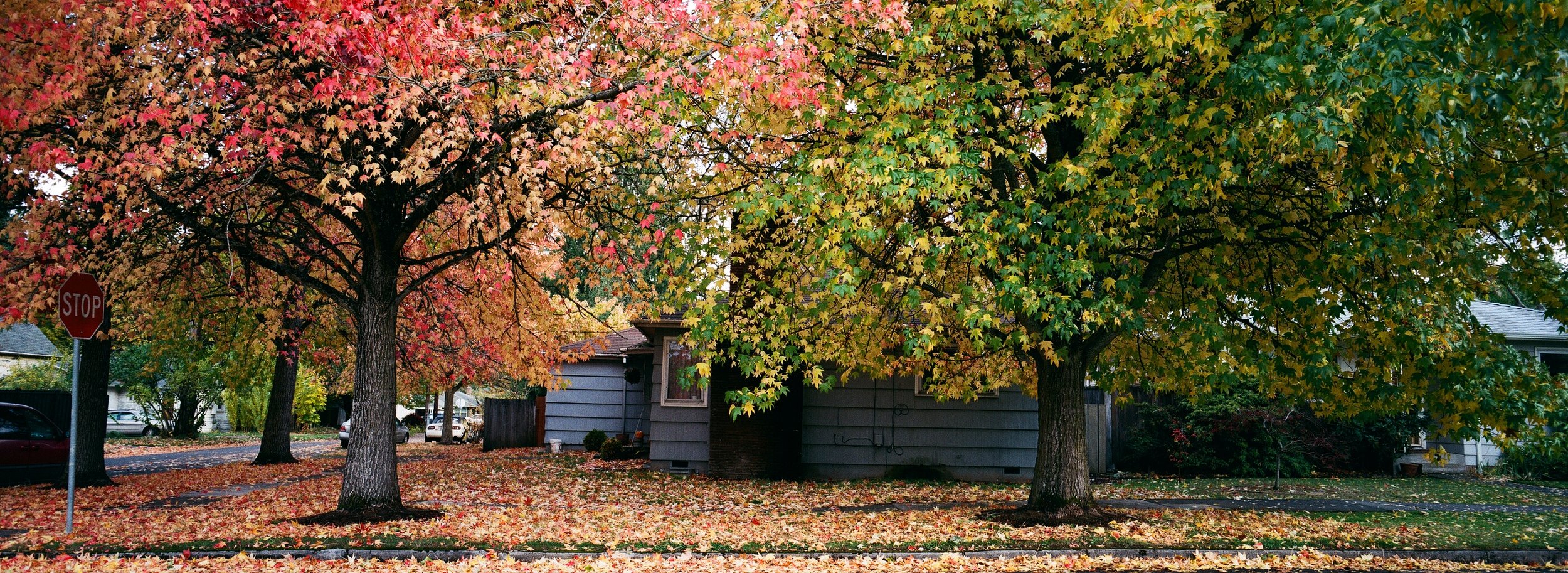 Fall colors in Portland, OR; Superia X-TRA 400