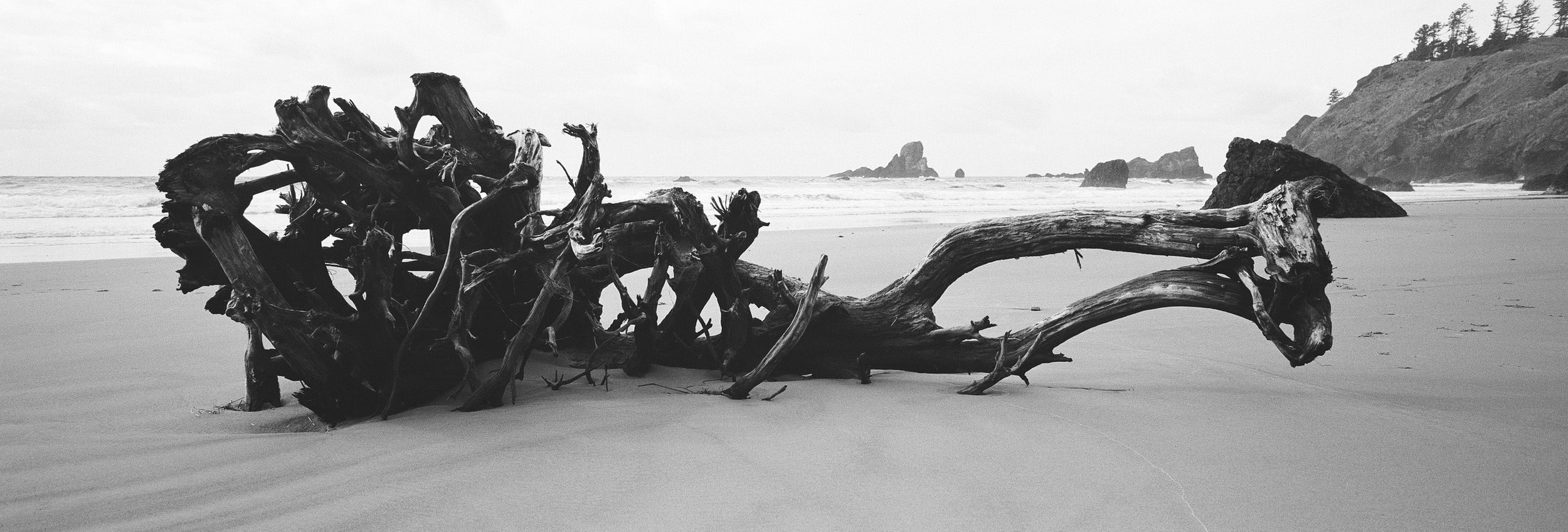 Driftwood; Kodak Tri X 400