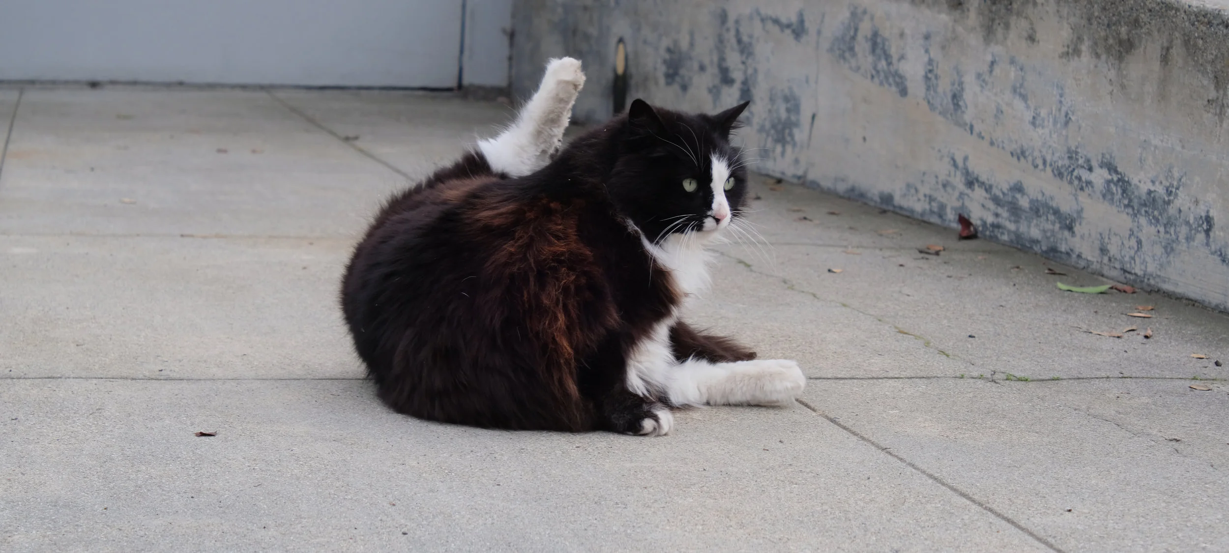 cat three.jpg