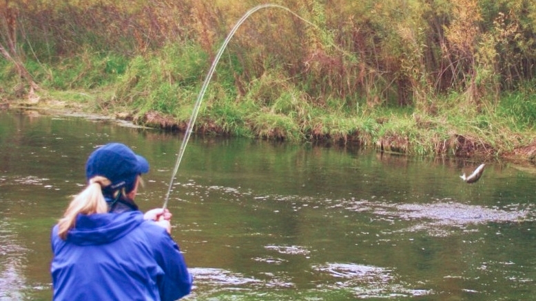 Jumping Trout on a Spring Creek in Paradise Valley.