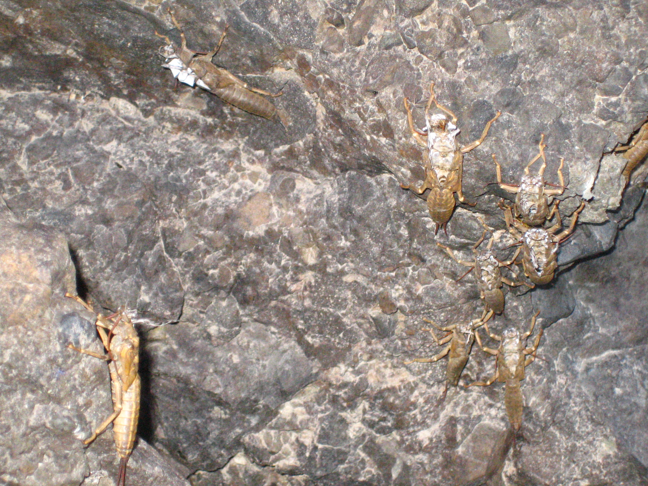 salmonflies 07 047.jpg
