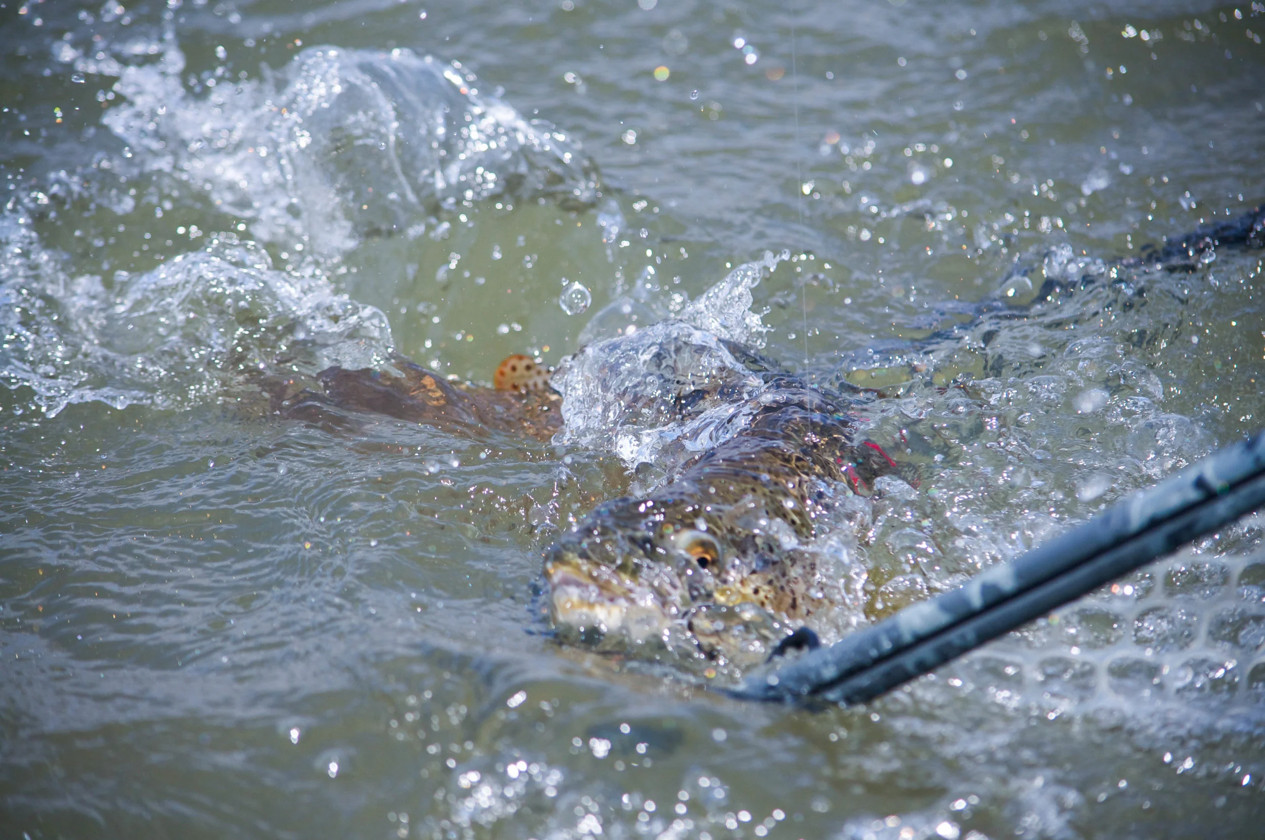DSC_0186.jpg