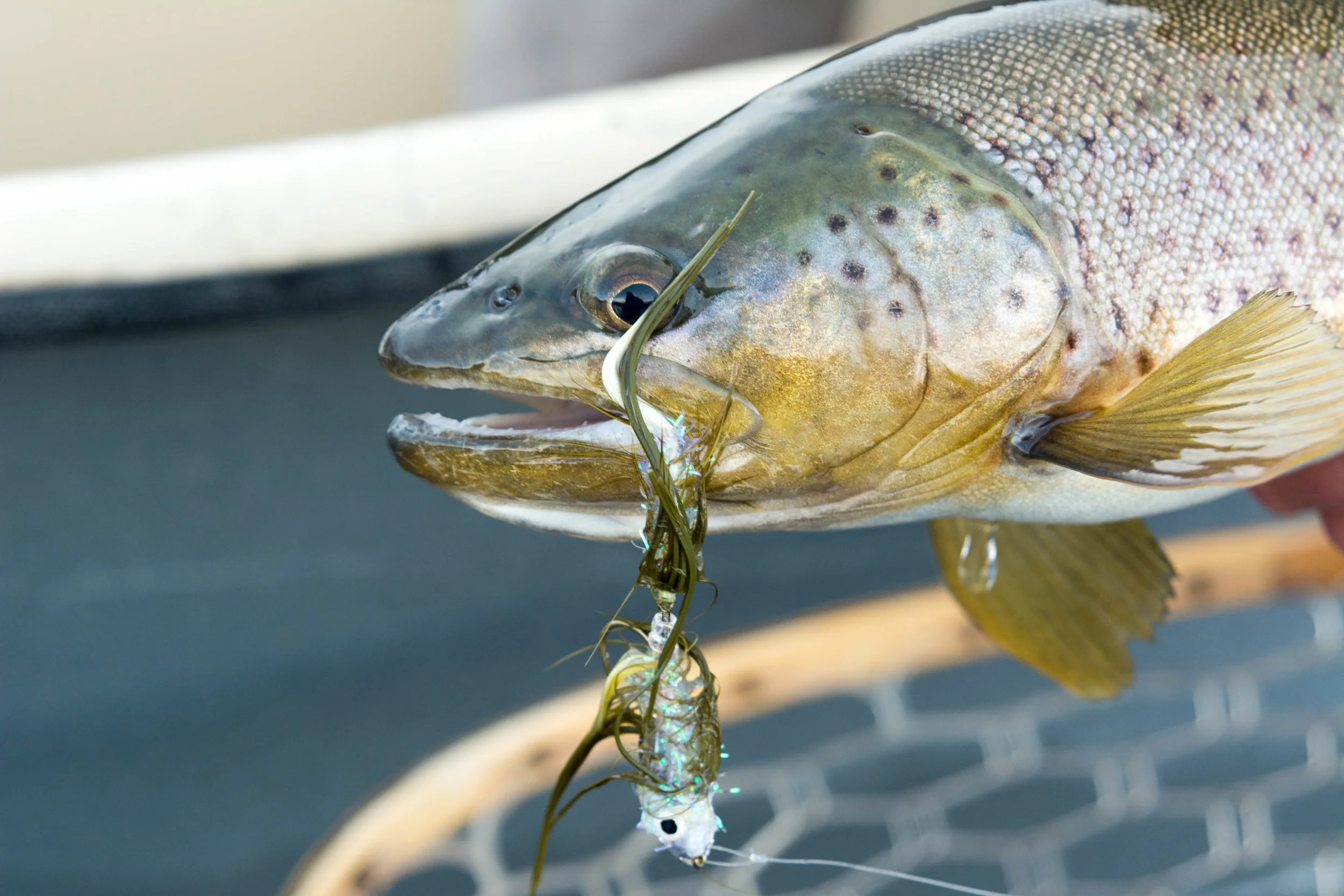 Upper Madison Brown Trout