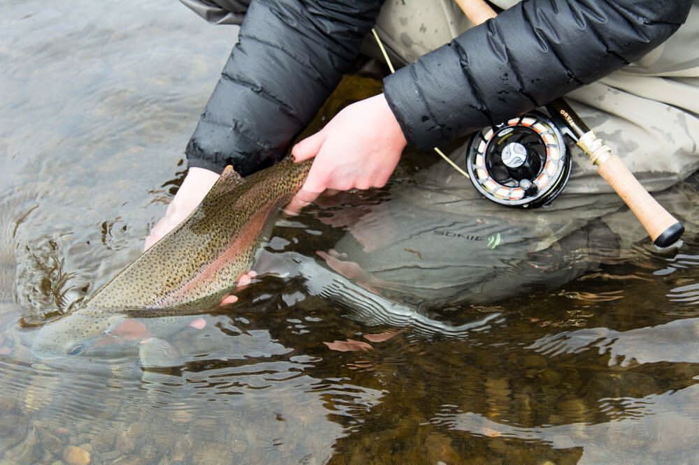 Trout spey, rainbow trout