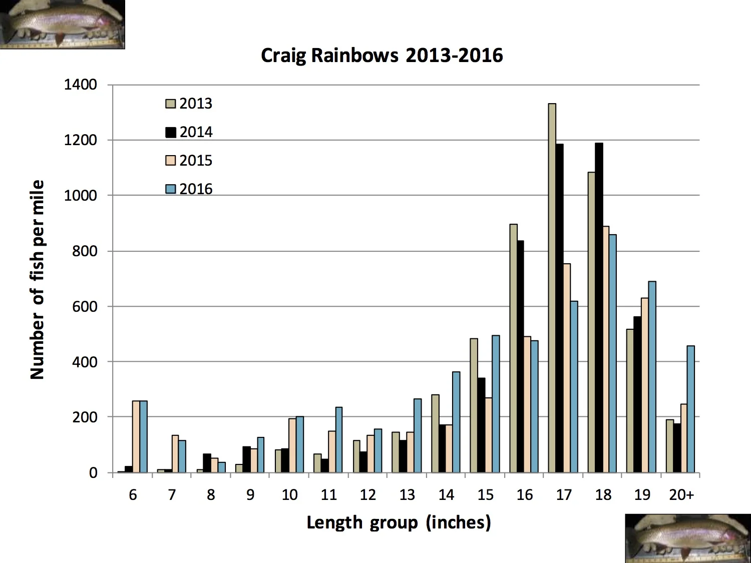 This explains all of the large and acrobatic fish we know and love in the upper river!