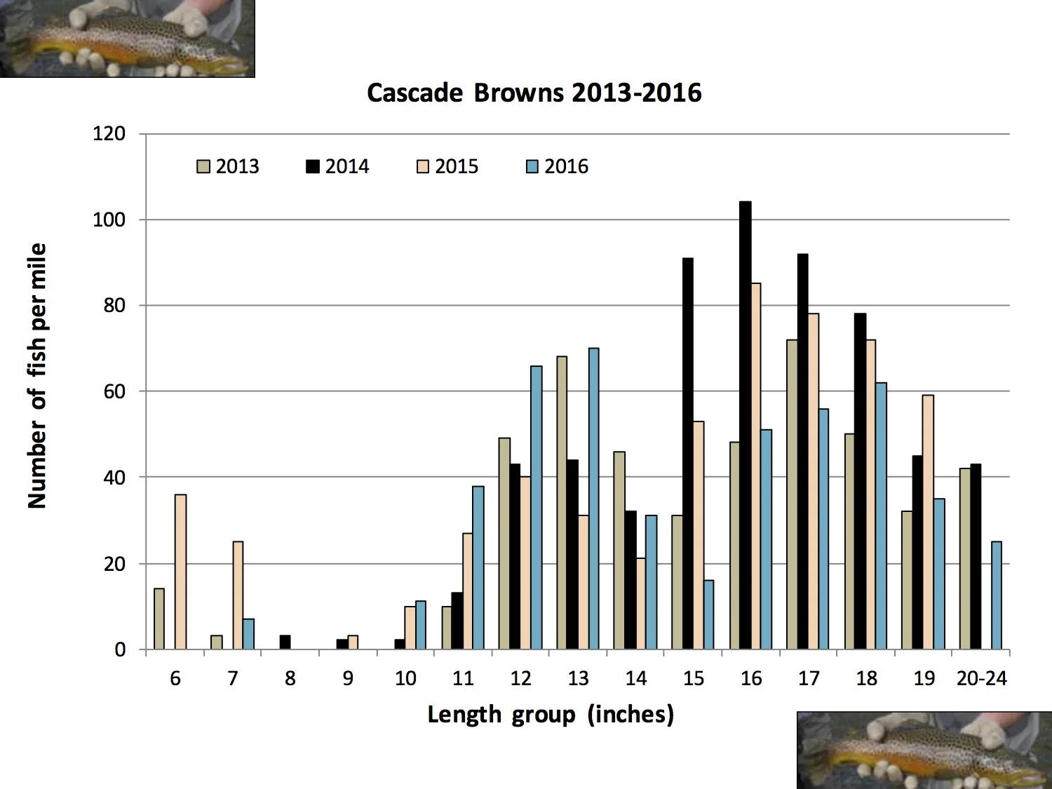 Cascade Browns.jpg