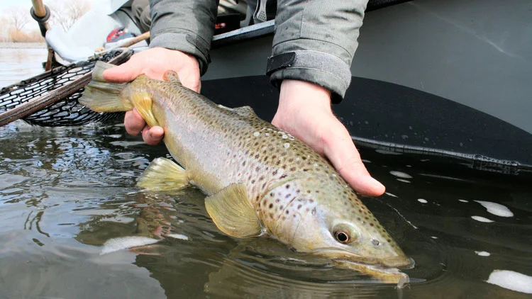 Bighorn River Brown Trout