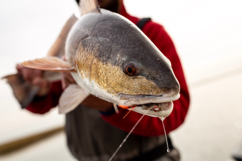 Louisiana Redfish  Montana Fishing Outfitters