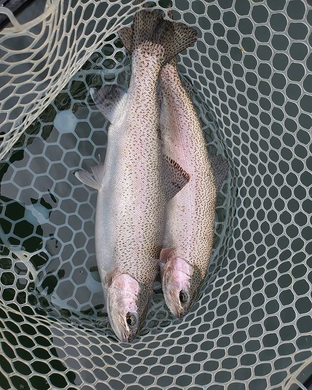 Rain and rainbows on the river today. #rainbowtrout #troutopia #troutfishing