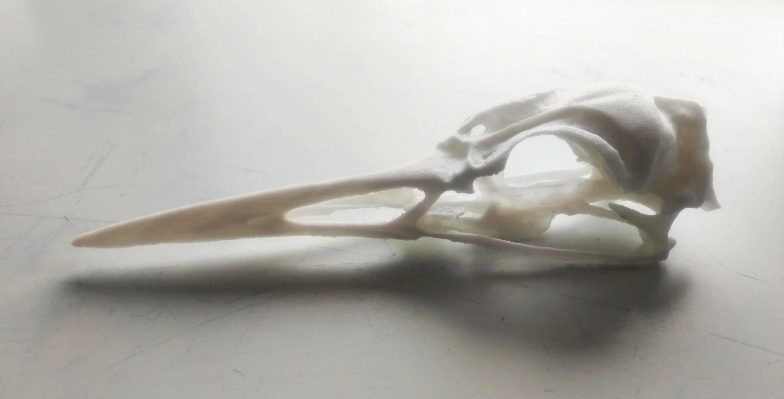 3d printed from a 3d scan of a loon cranium by the Idaho Natural History Museum's Virtualization Lab. 