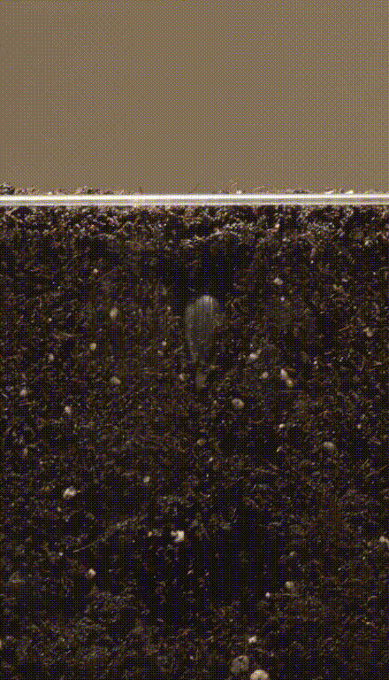 Time-lapse germination of a Sunflower seed. (Copy)