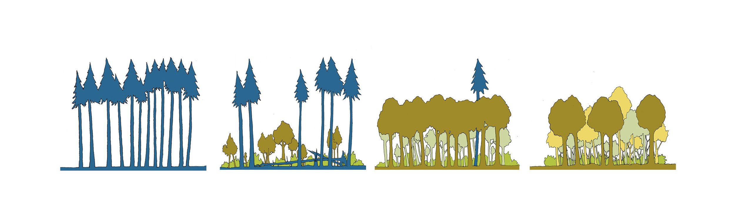 Forrest Succession Diagrams
