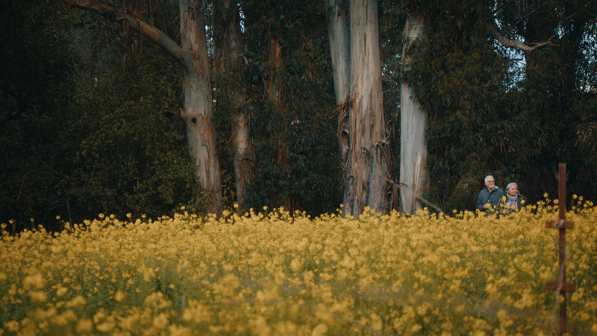 Get Your Guide | Discover California