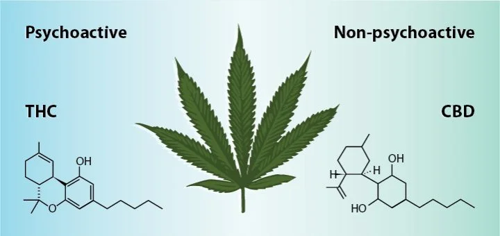 What_is_CBD-sample1-720x340.jpg