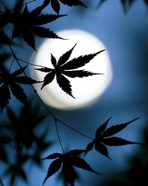 HOW_THE_MOON_AFFECTS_CANNABIS_GROWTH_TALL.jpg