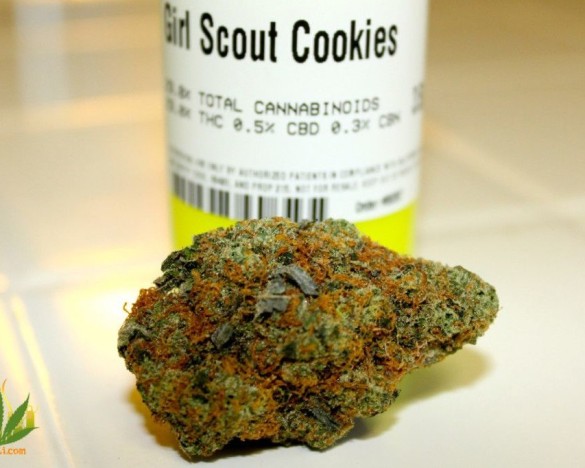 girl-scout-cookies-strain-1024x682-853x682-585x468.jpg
