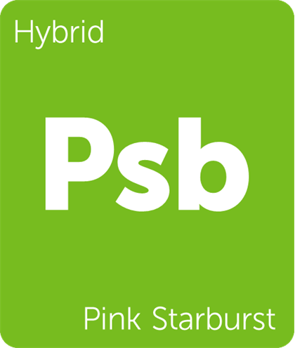 pink starburst.png