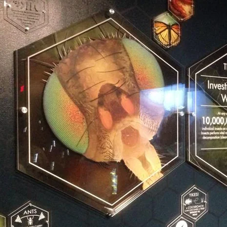 Bugs_Thumb.jpg