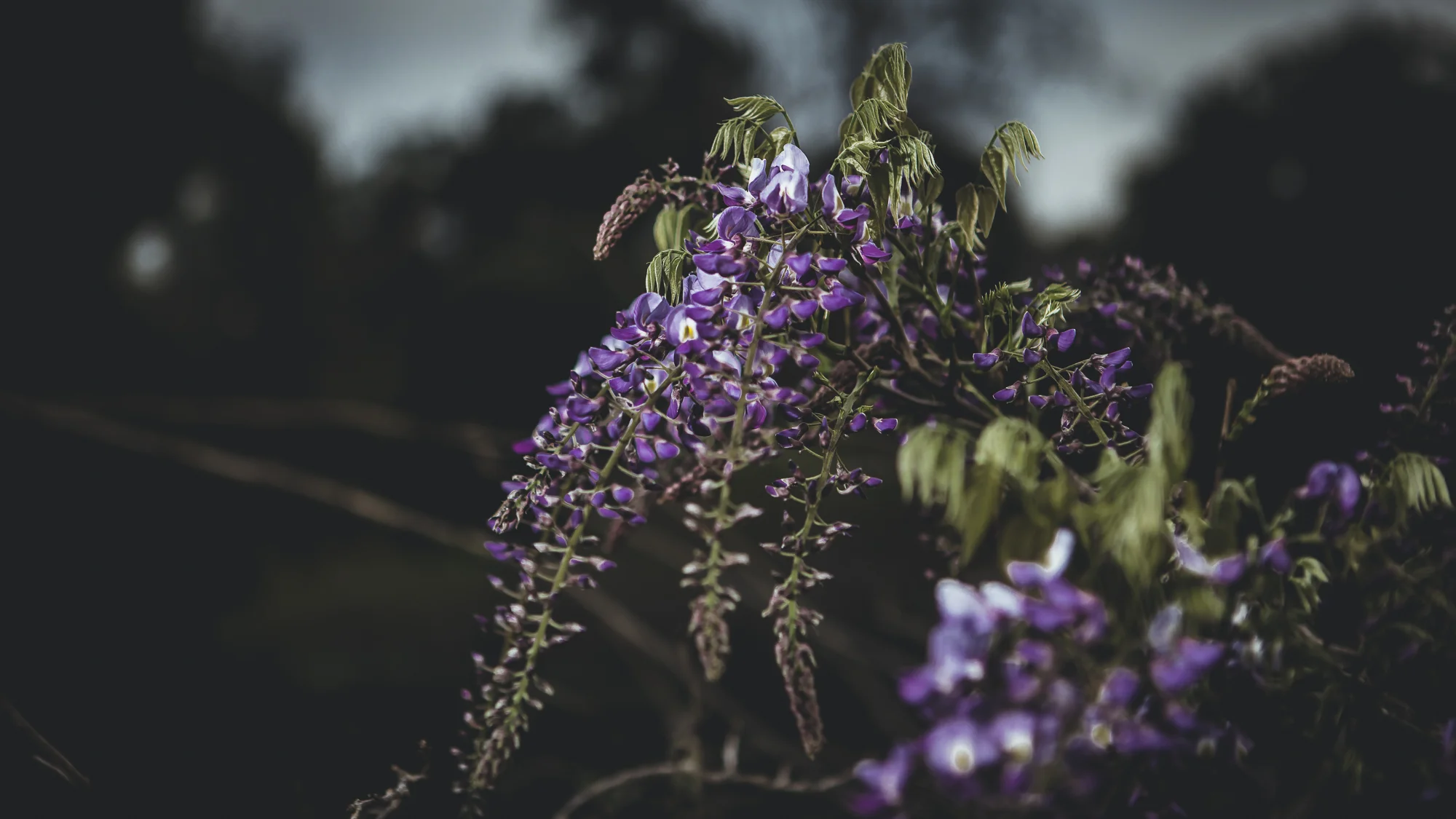 we had our last happy hour at the barn tonight, and these guys were just starting to come into bloom around the picnic table where we watch the sunset. They were just little pods a few days ago but just unraveled over the past few days of rain.