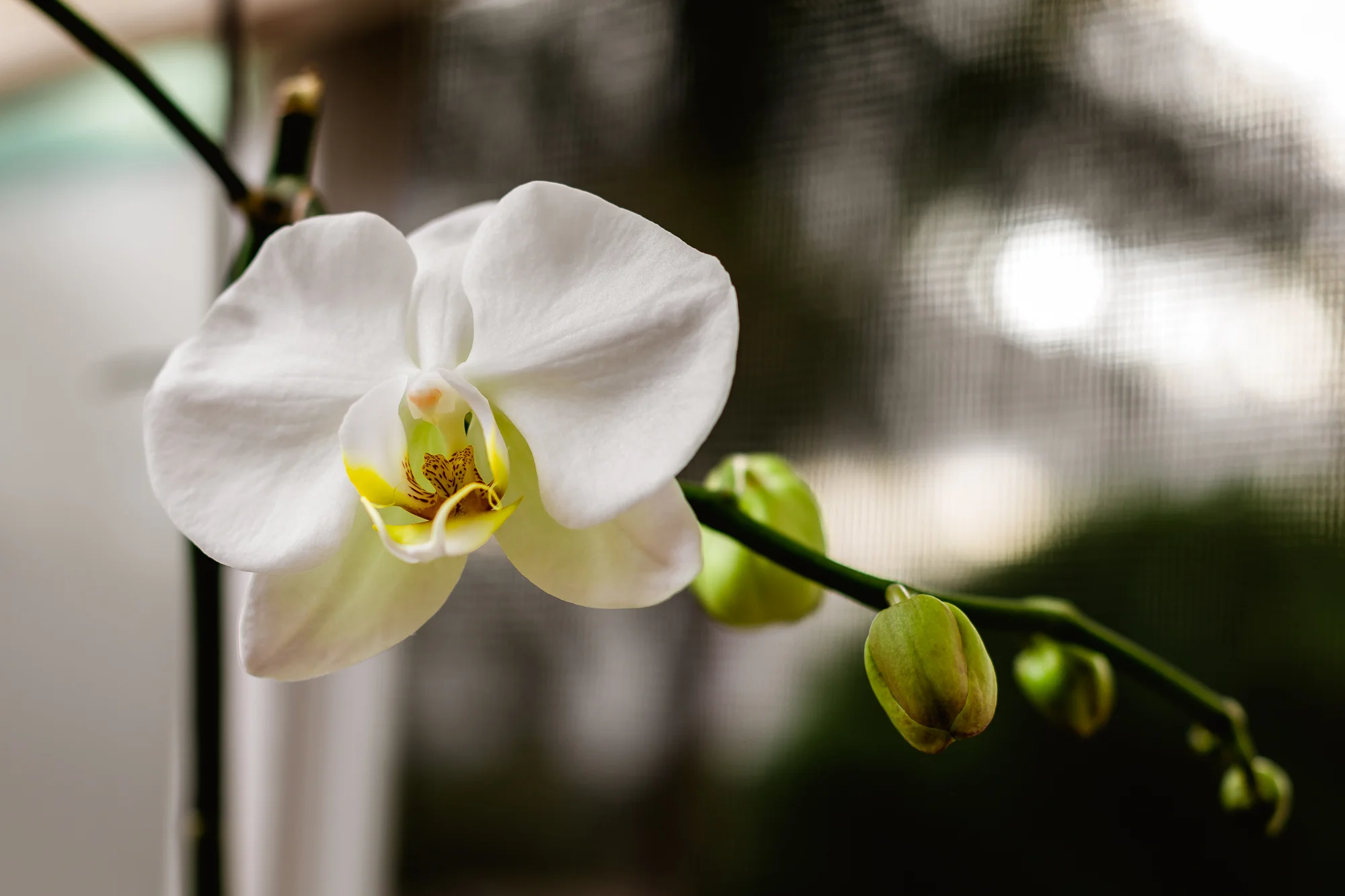 My mother likes to think that when her orchids bloom that it is the spirit of my grandmother coming to stay with her... I like to believe that too.