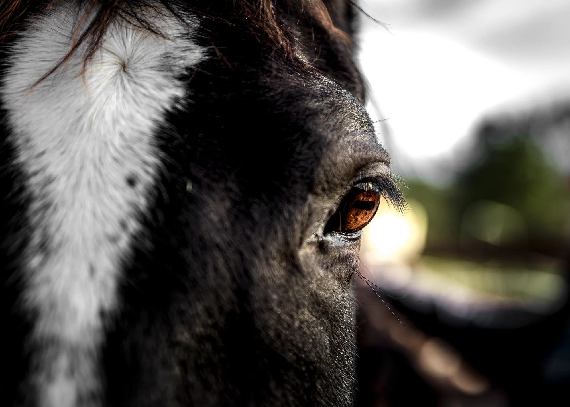 honor, elfin forest, ca 1.18.20