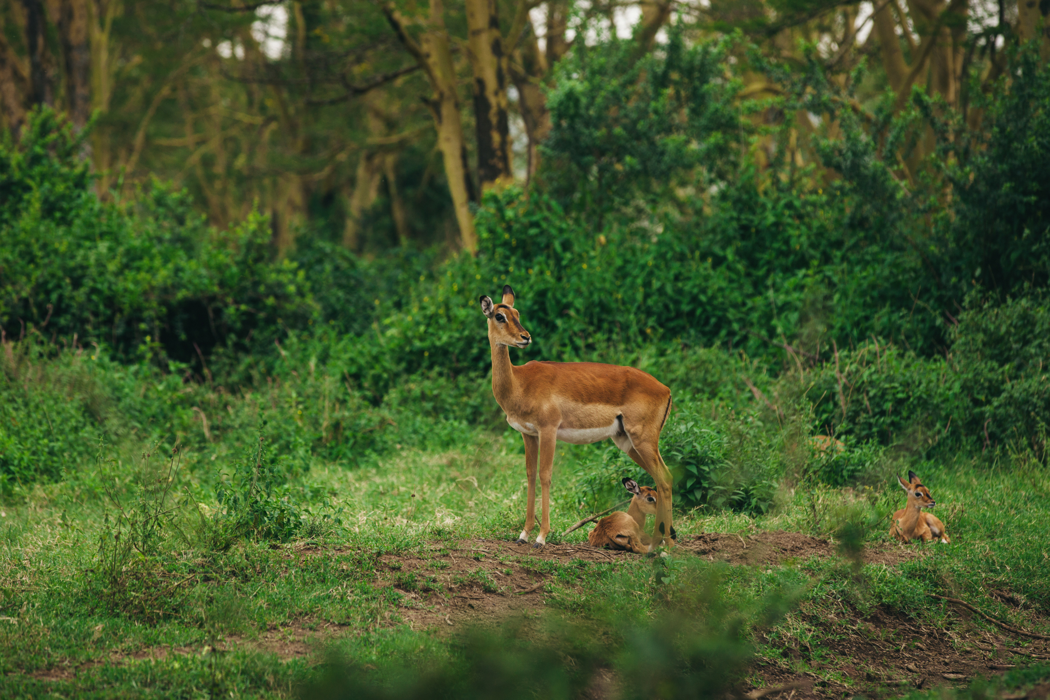 Kenya-21.jpg