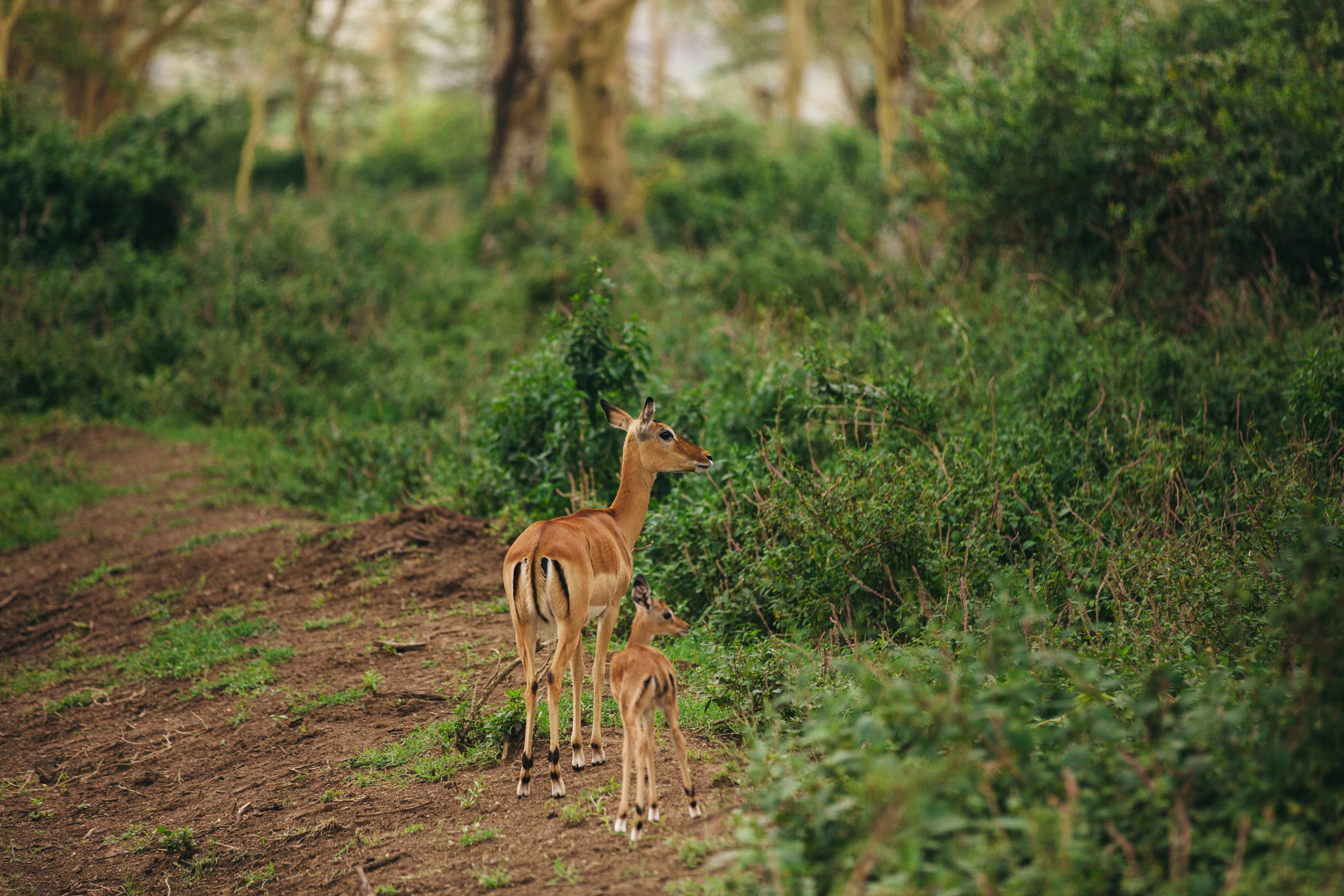 Kenya-34.jpg