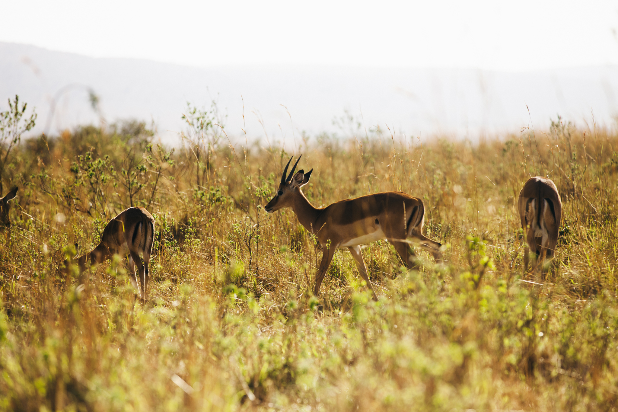 Kenya-82.jpg