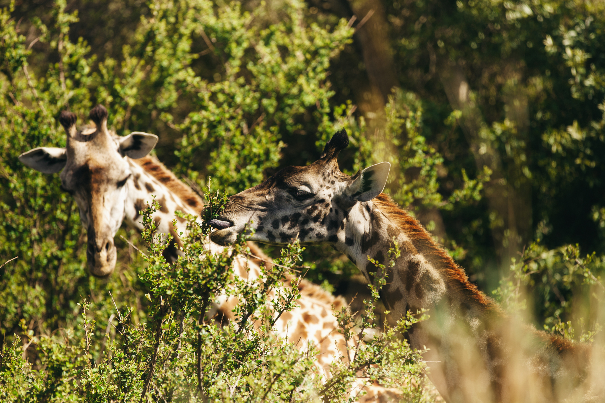 Kenya-94.jpg