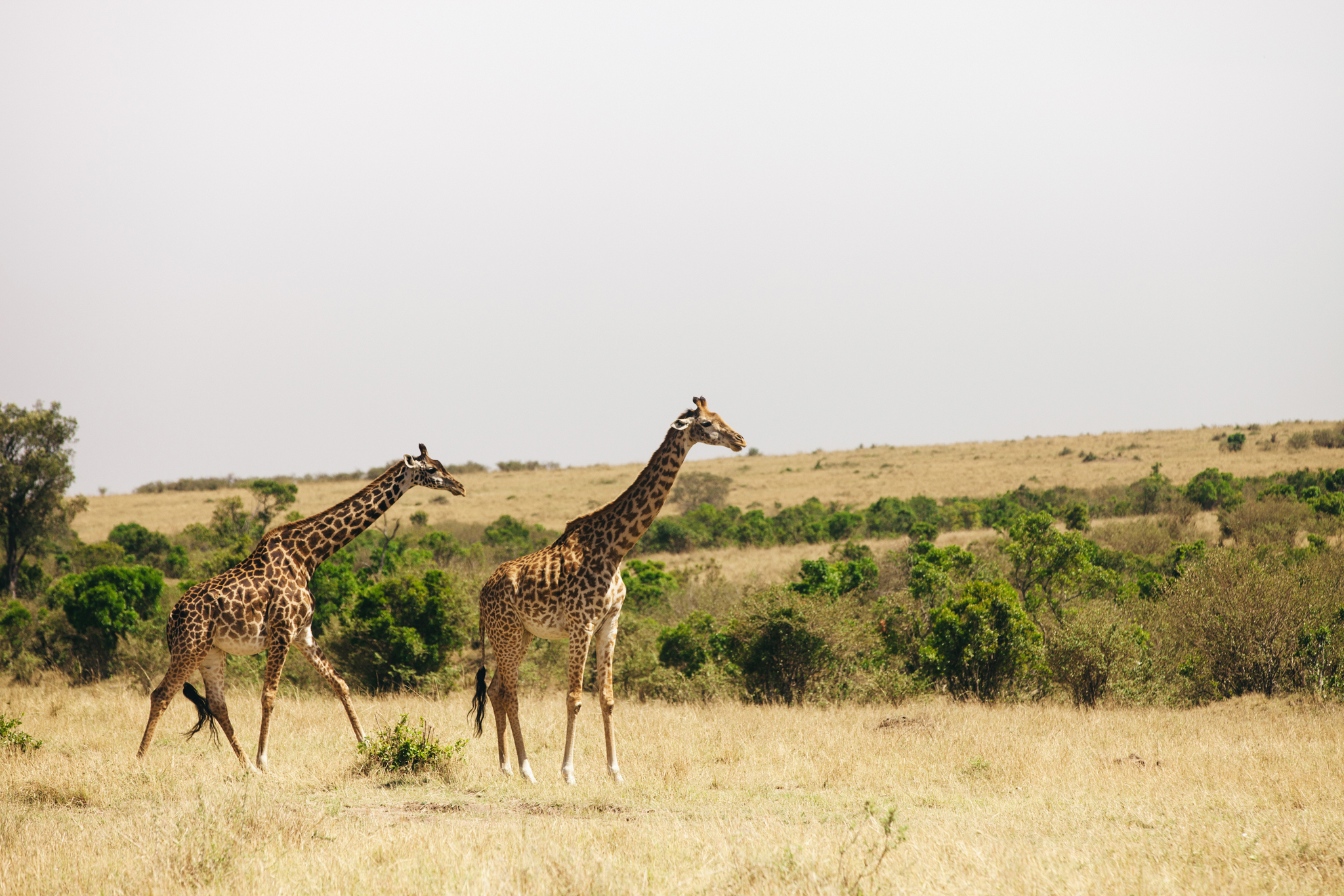 Kenya-96.jpg