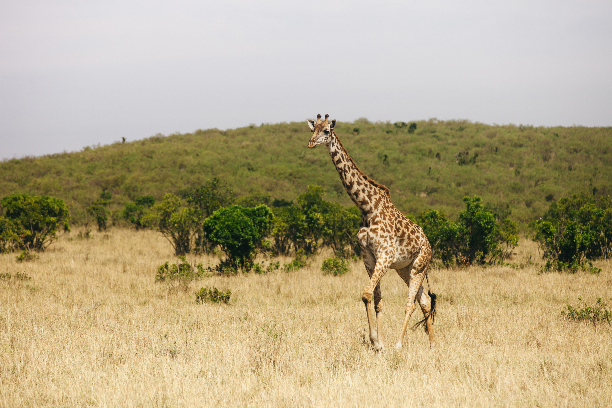 Kenya-98.jpg