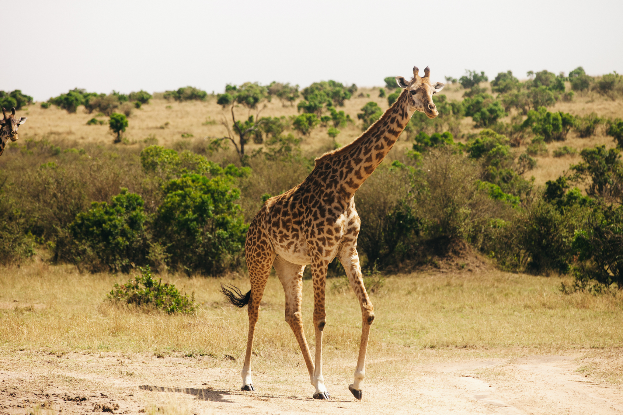 Kenya-100.jpg