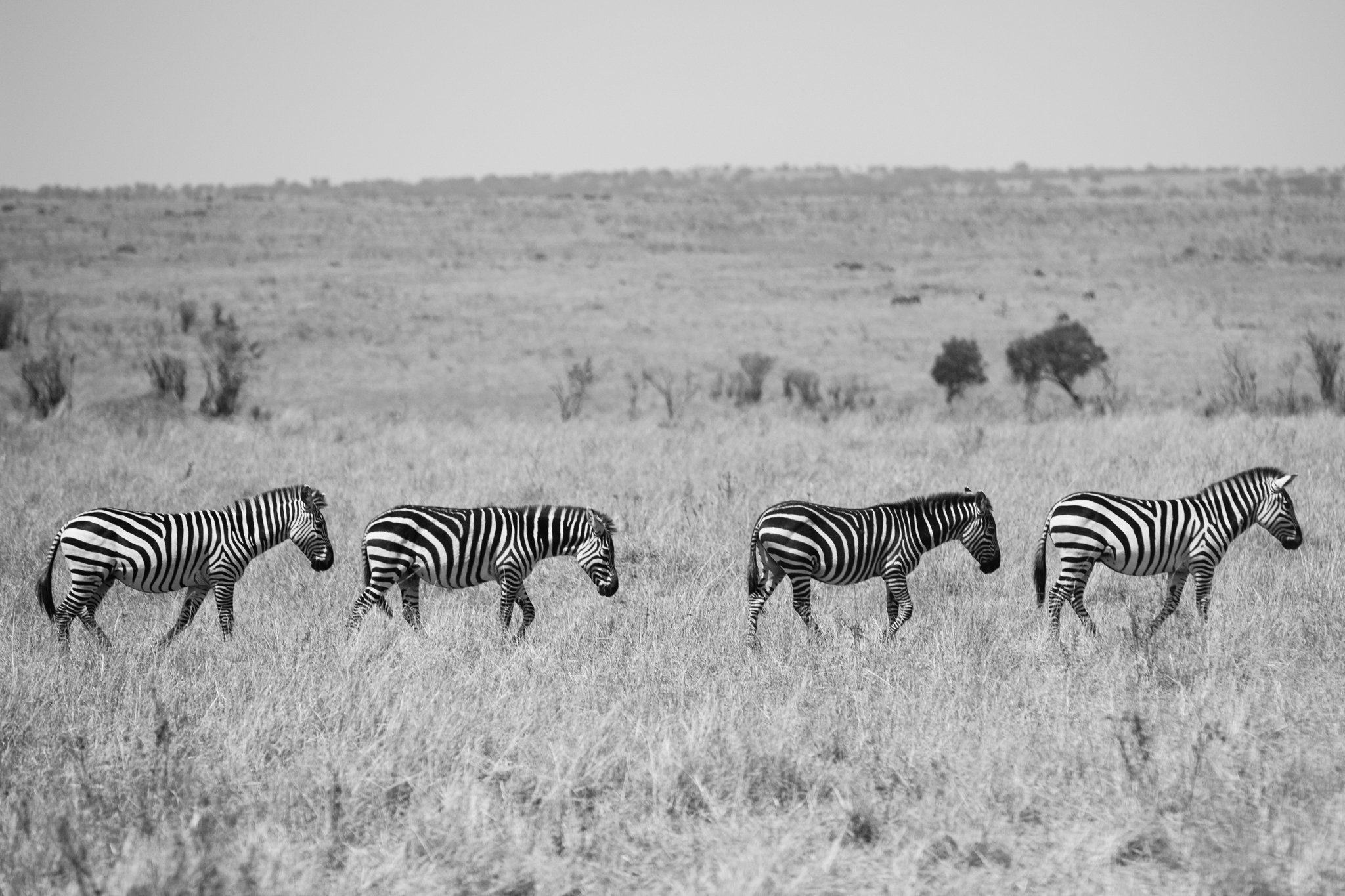 Kenya-120.jpg