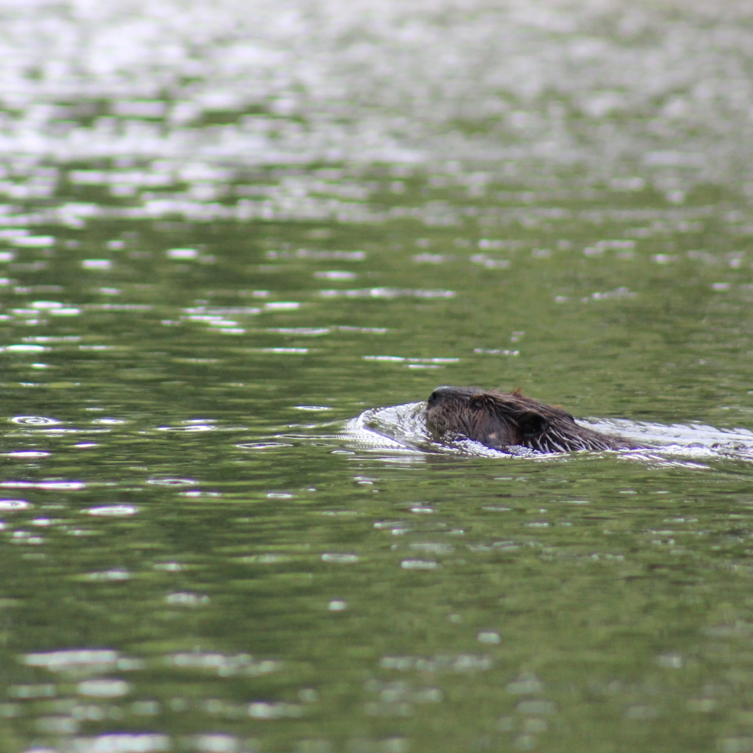 Busy as a beaver. Photo by Loren Fulton