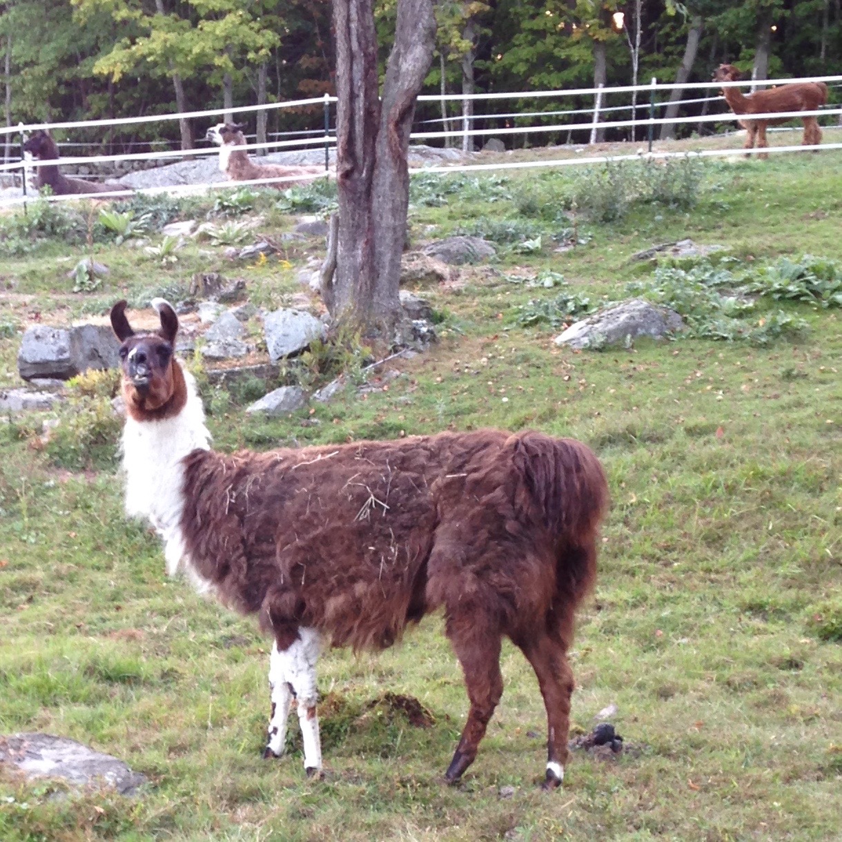 The resident llamas and horses took it all in stride