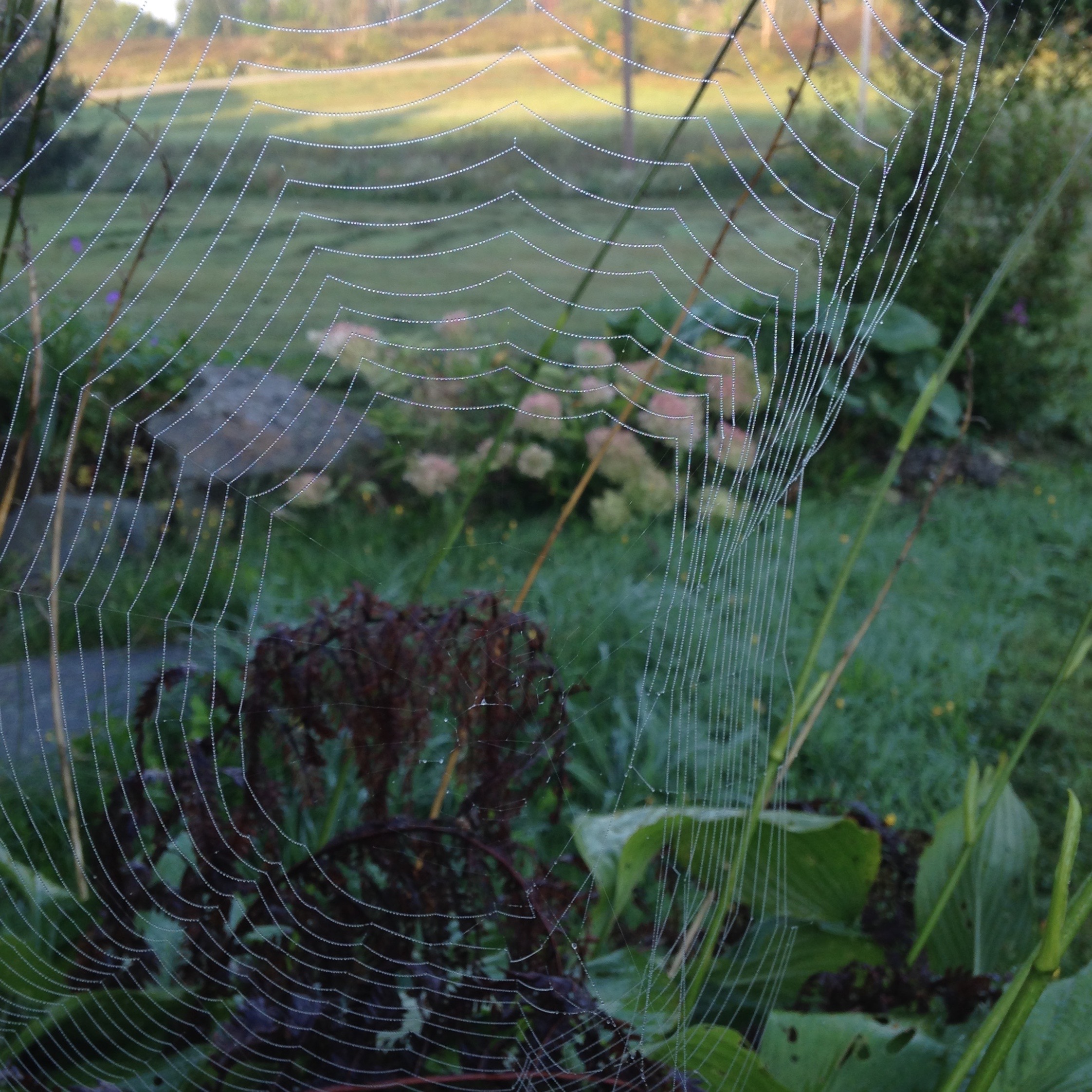In my garden this morning: I wish I could knit as fast as a spider spins its web