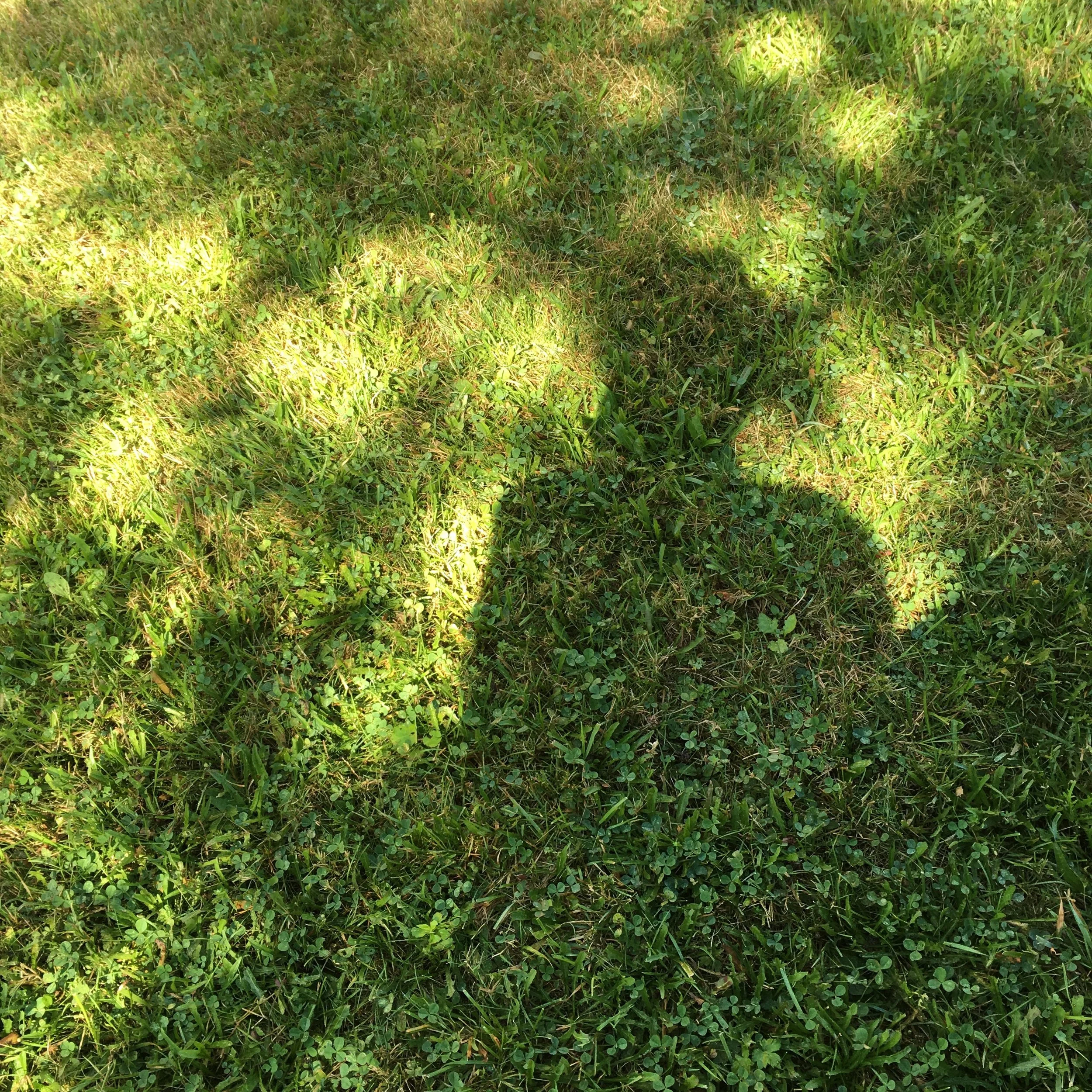 Sunlight and shadows on the grass