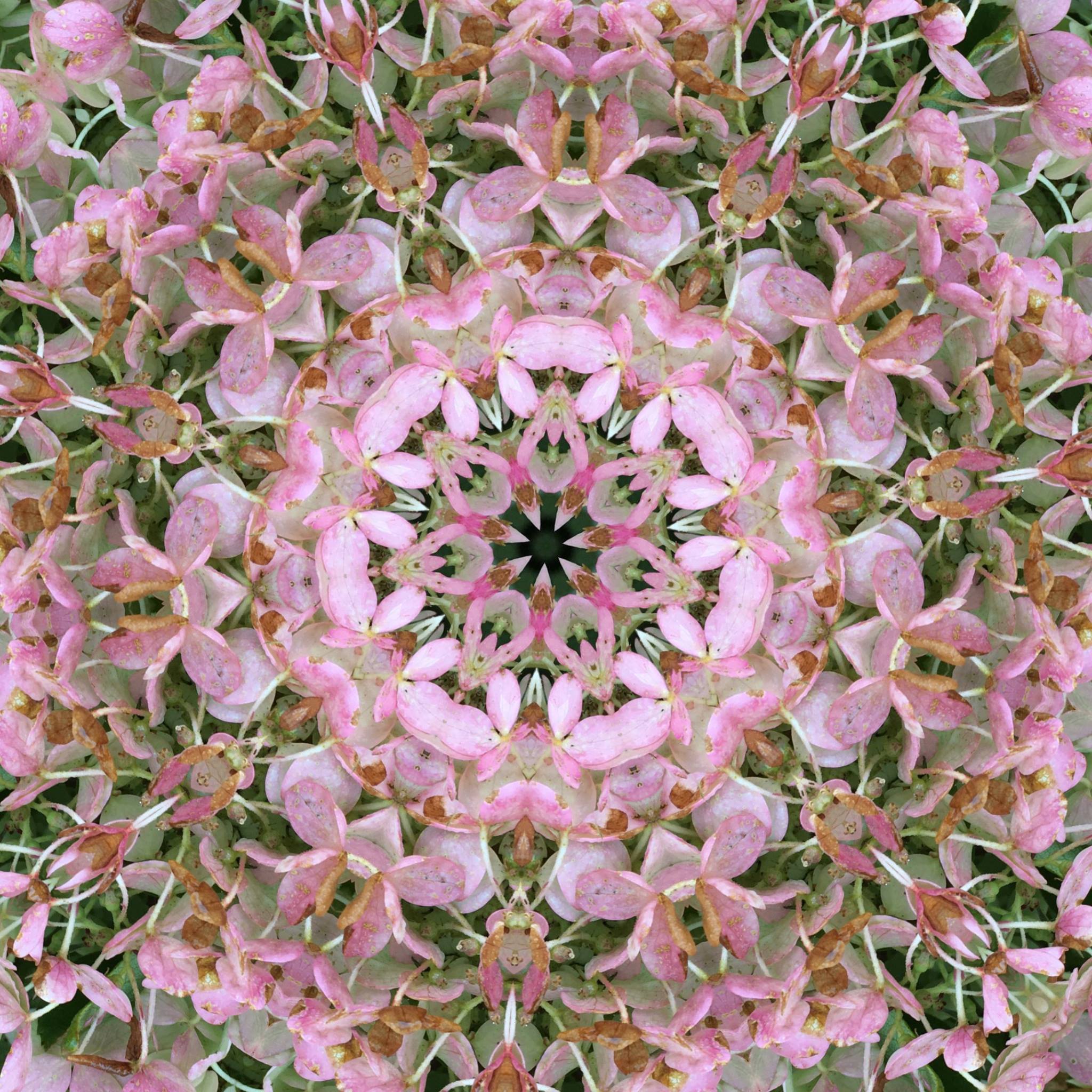 Hydrangea, the colors deepening from palest pink to rust