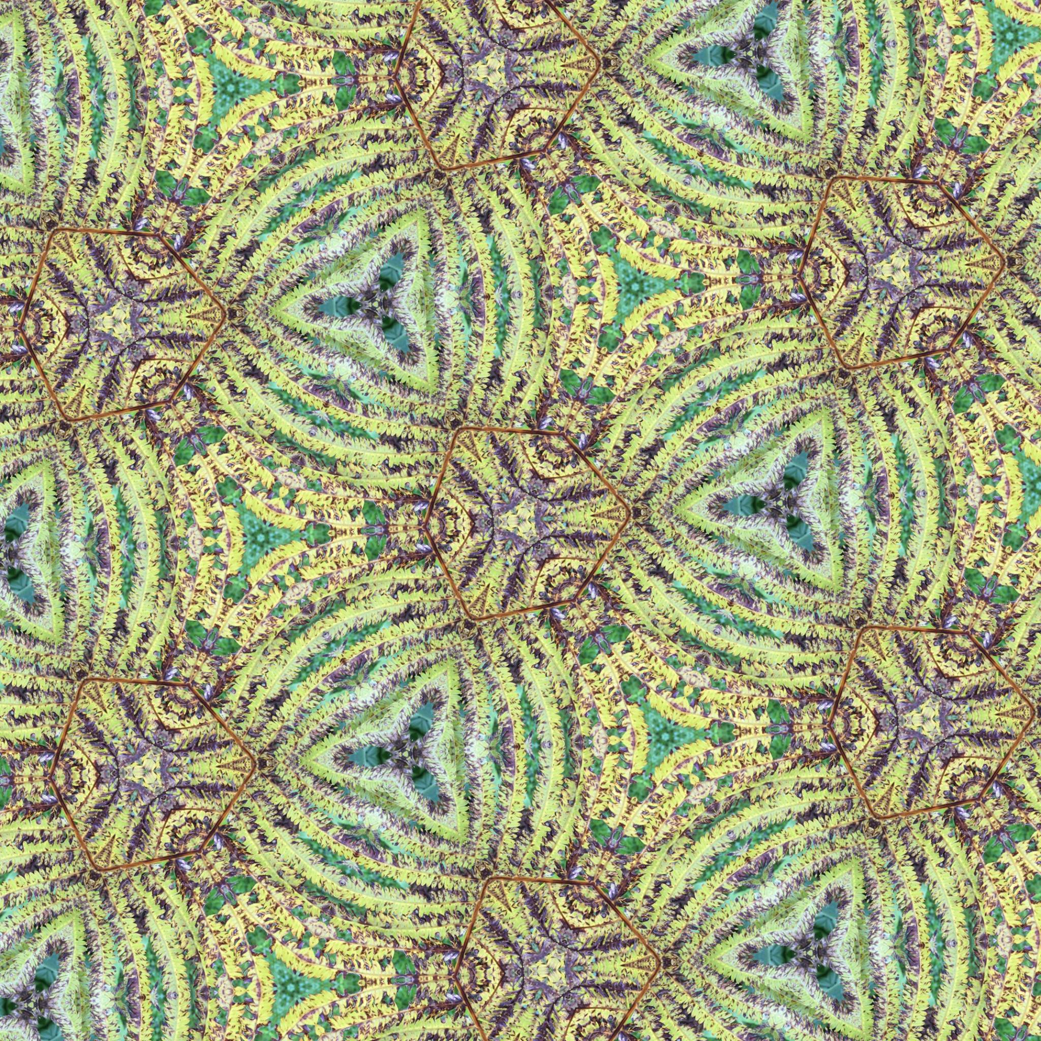 Ferns, fading from green to yellow to brown