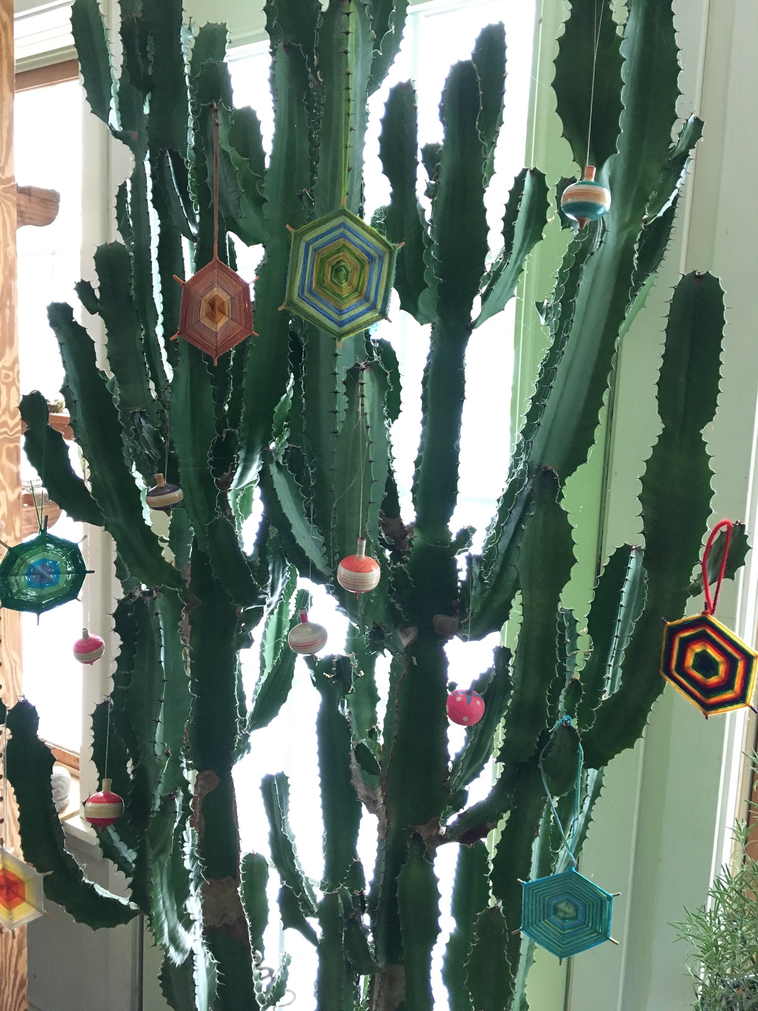 Christmas cactus decorated with eyes of God I made with my mother, and antique wooden tops
