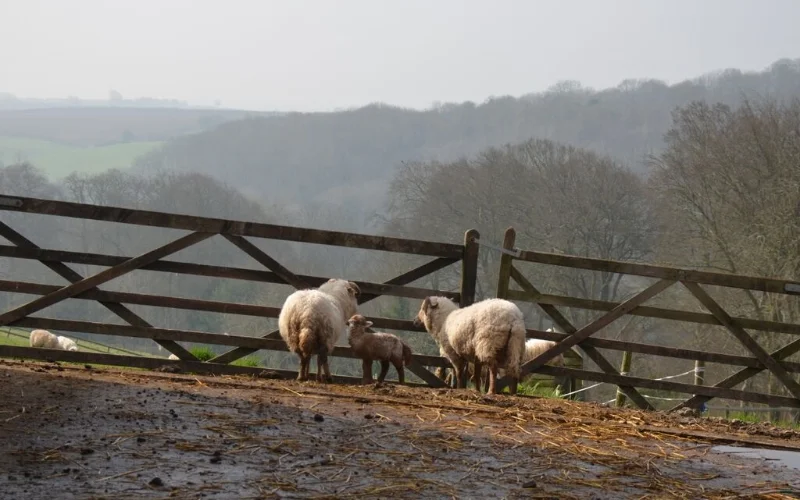 Steeptonbill_Farm.jpg