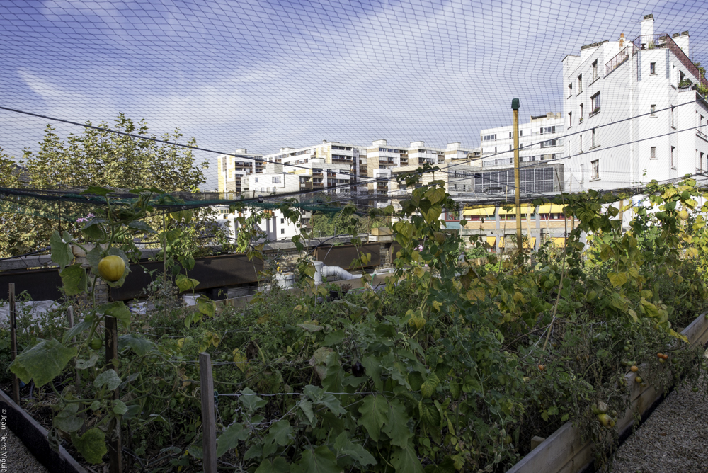 Potager organic sur le toit du collège Henri-Matisse dans le 20ème arrondissement porté par Sabine Lahoud.