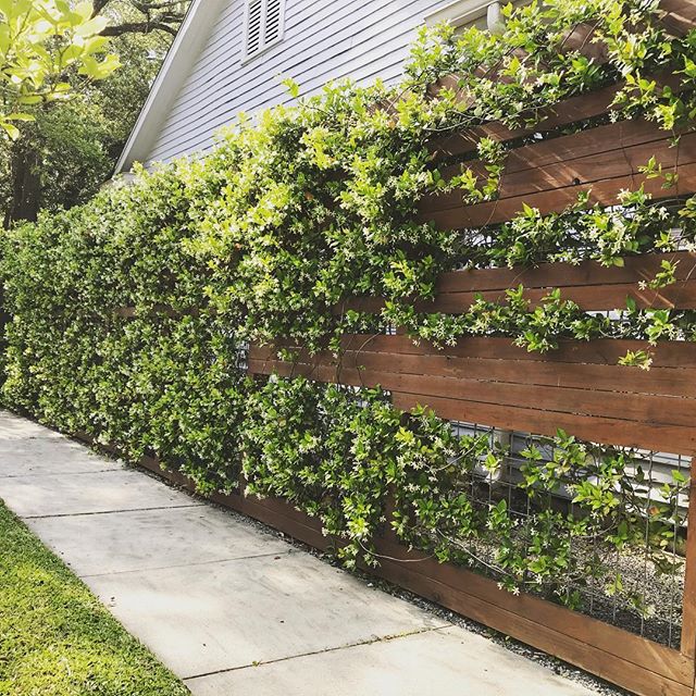 Sometimes you want a fence, sometimes you want a trellis.  Sometimes, you want BOTH.  The Jasmine is poppin this spring, too! 
#elslastudio #landscapearchitecture #residentialdesign #moderndesign