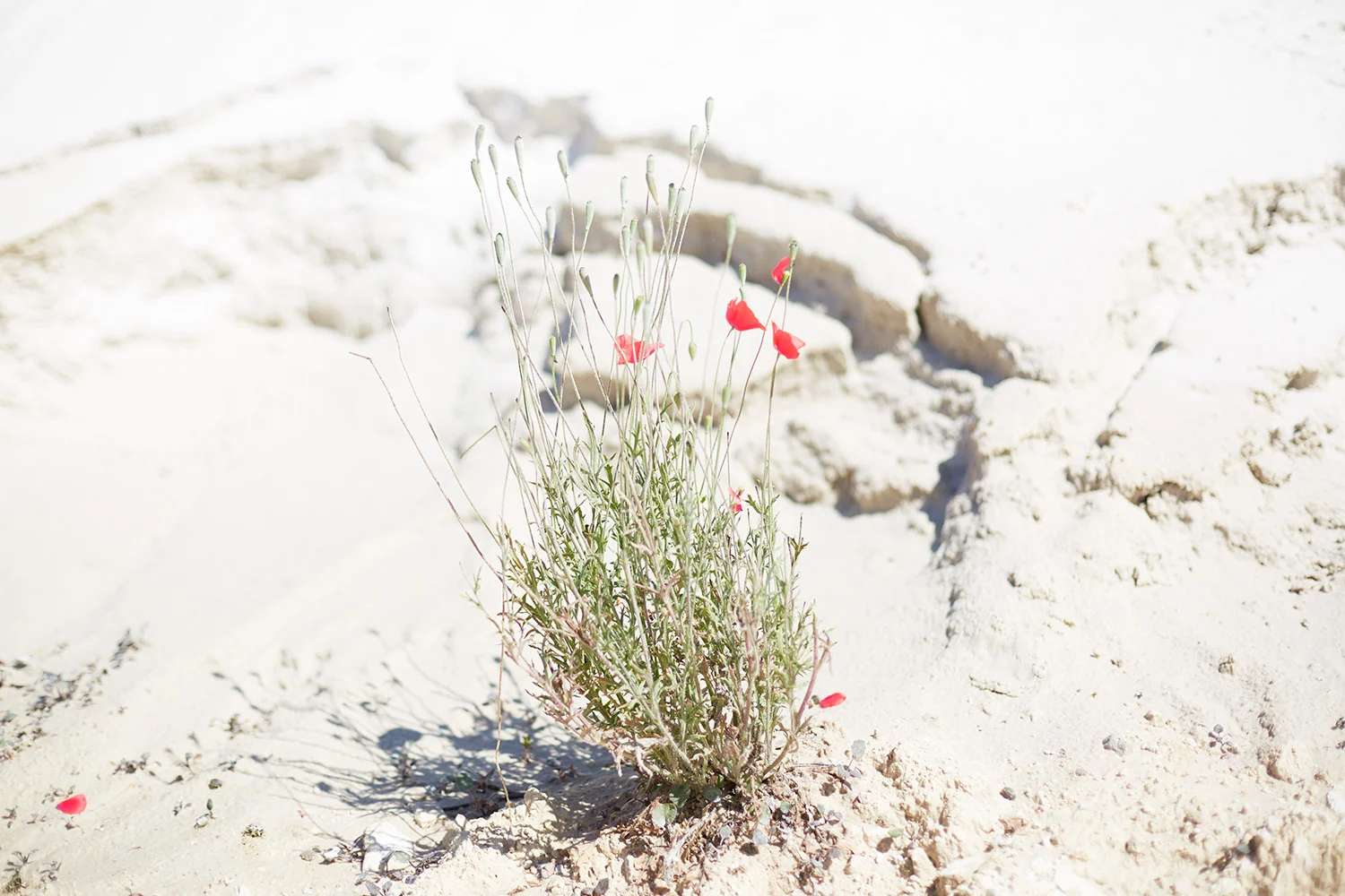 DenovembreSS17_0013red.jpg