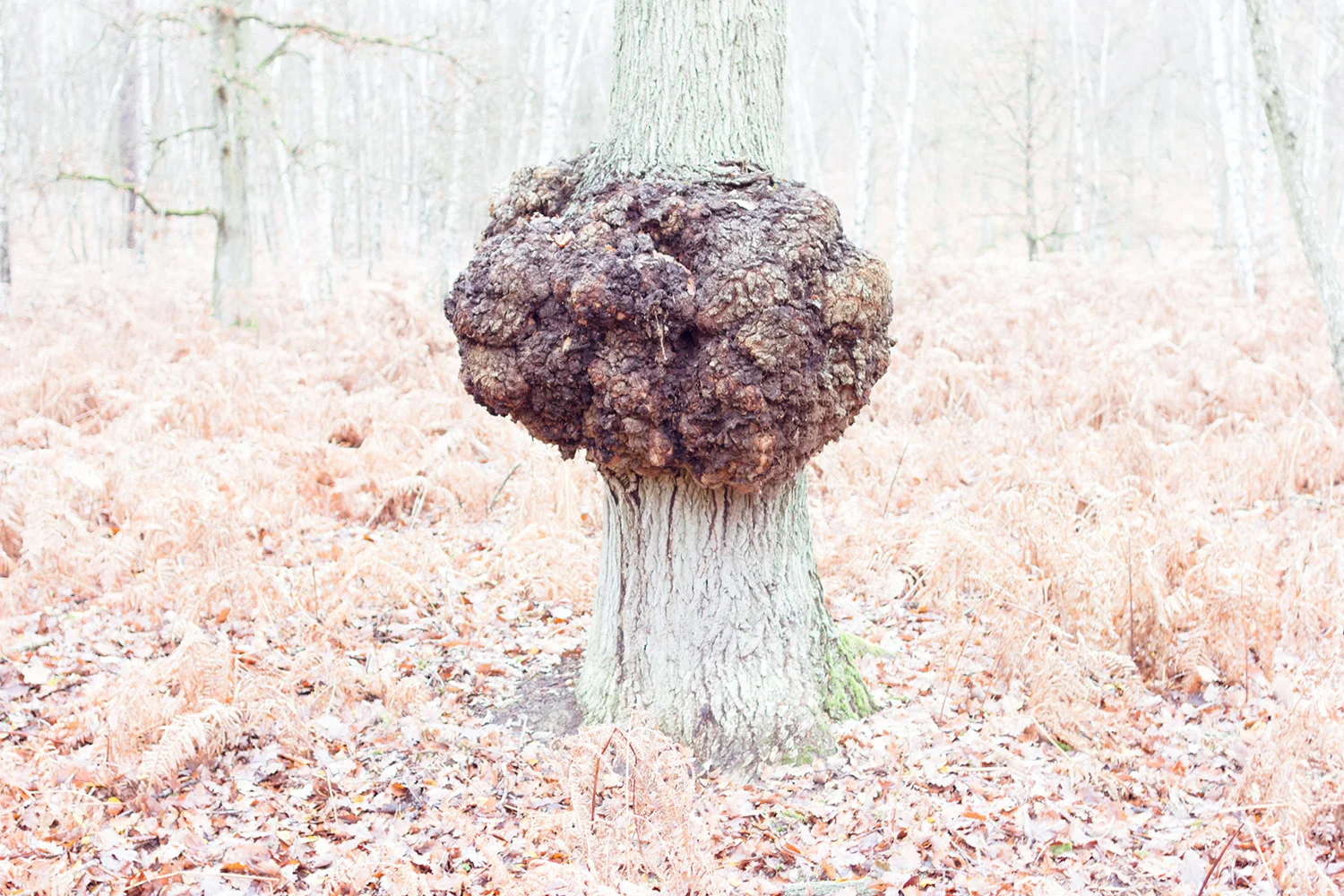 tree