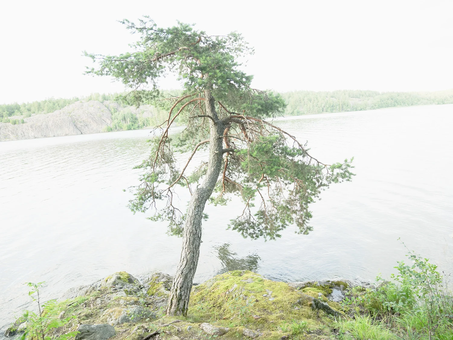 tree