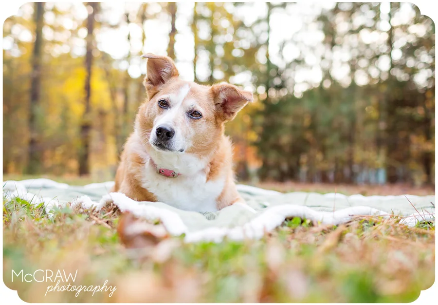 Charlotte NC Dog Photography