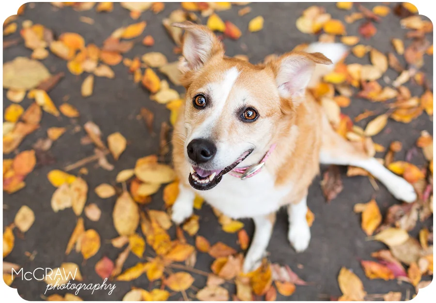 Cornelius NC Pet Portrait Session