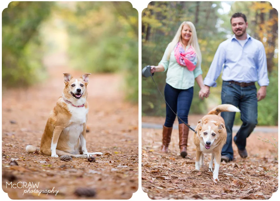 North Carolina Dog Photographer